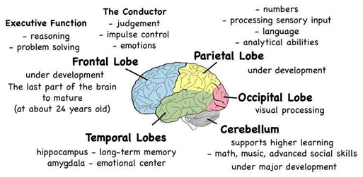 brain