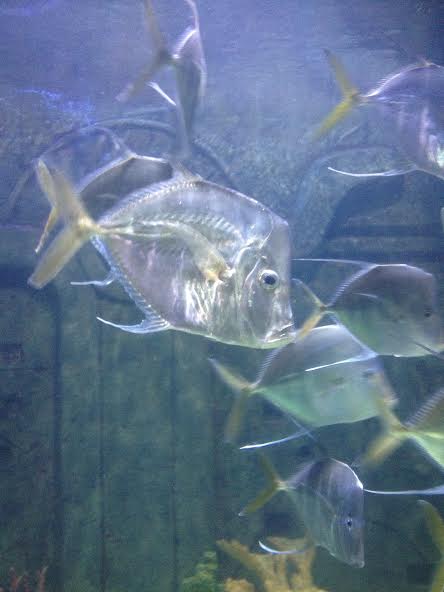 fish