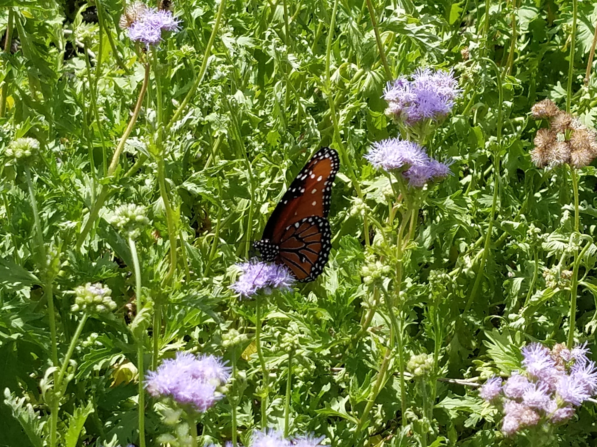 monarch